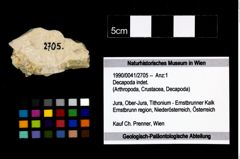 Foto (Objekt + Etikett) von Decapoda indet.  (NHMW-GEO-1990-0041-2705)